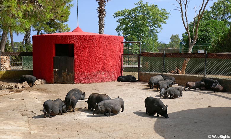 Black pot-bellied pigs
